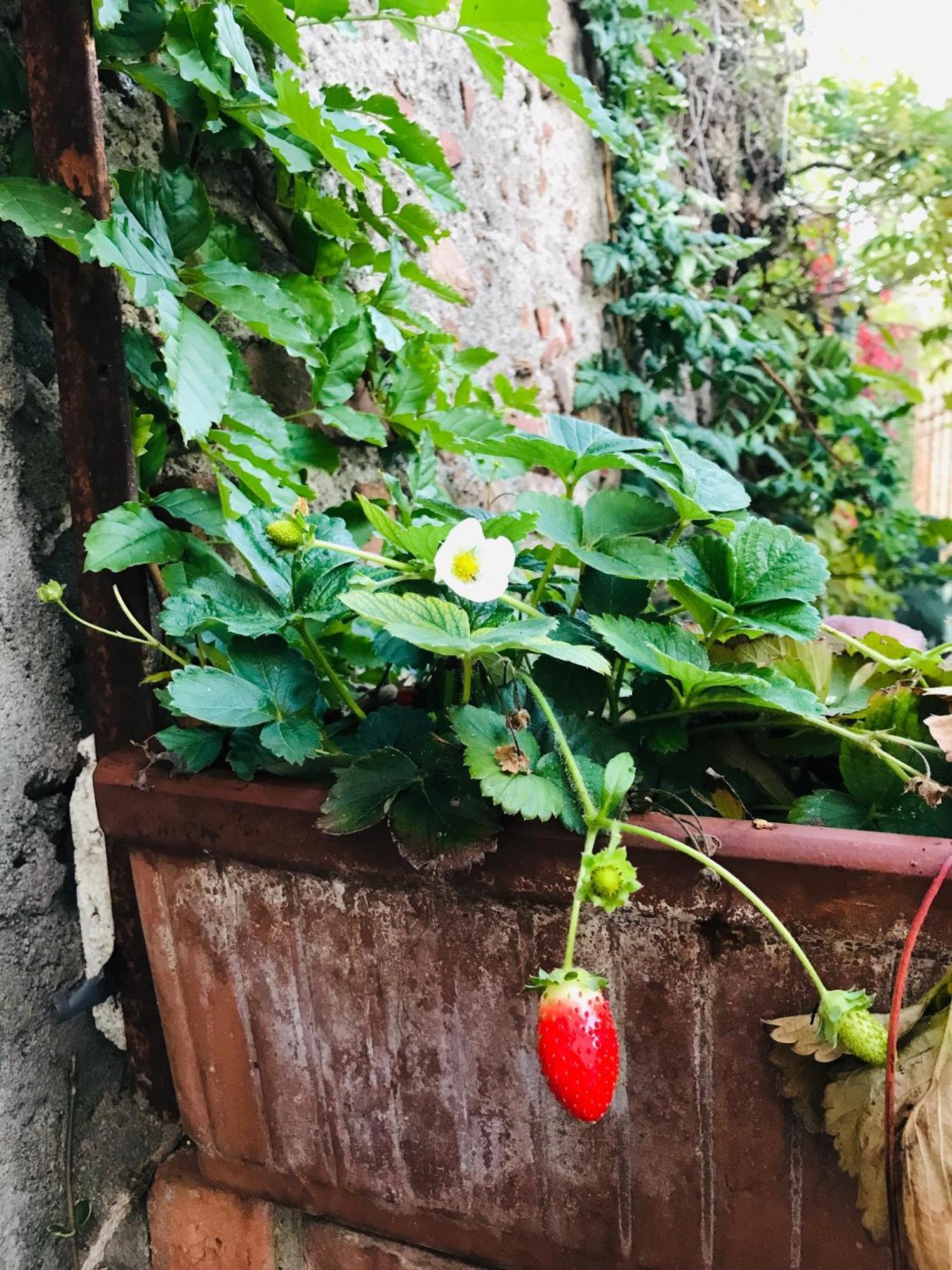 Una Casa Di Campagna Dossobuono Exteriér fotografie